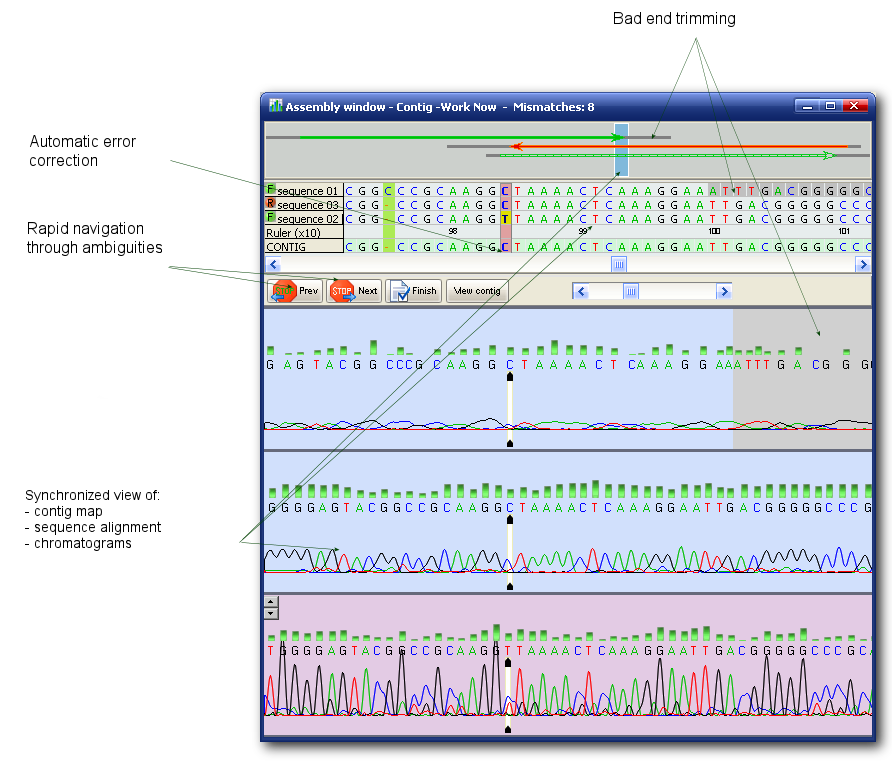 contig assembly window with chromatogram viewer and contig map